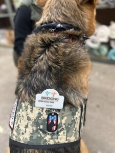 Service dog dino poses for a photo of his service dog vest and his own Bridging volunteer name tag.